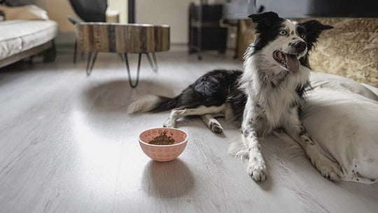 Eat Slow Live Longer Wobble Bowl Grå – slikkeskål til hund og kat