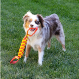 KONG Maxx Tug – Ekstrem styrke til hunde, der elsker at trække