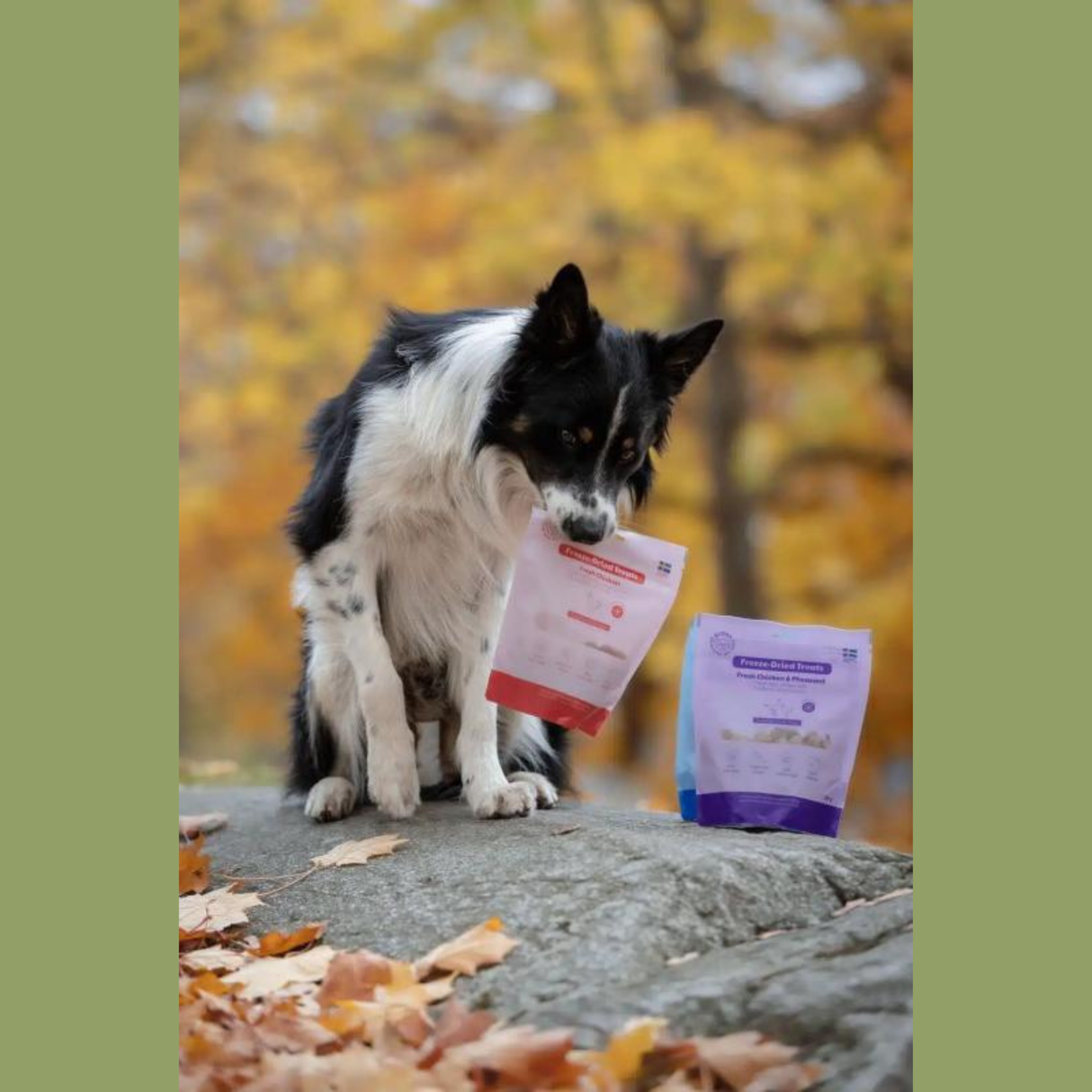 Buddy Frysetørrede Godbidder – 100 % Ren Kylling / Kylling & Fasan 100 g