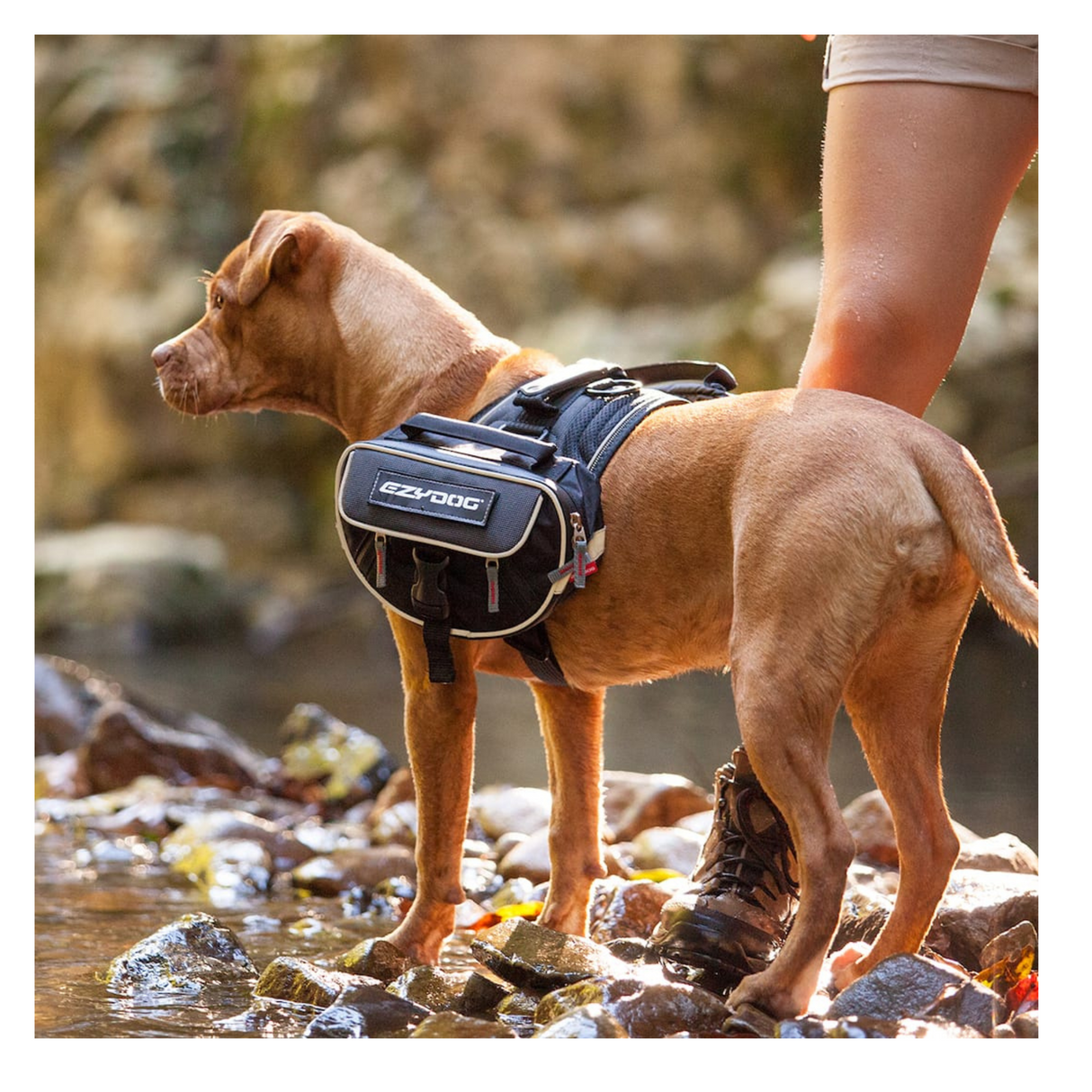Gør din EzyDog-sele til en praktisk rygsæk med Saddle Bags L Reflex