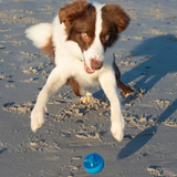 Rogz Squeekz Ball – Sjov og farverig bold med pivelyd (6,4 cm)