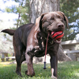 KONG Bunji High-Viz Ball – Selvlysende kastebold med elastiksnor (ass. farver)