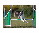Trikem WD Energy Booster – Kraftfuldt energitilskud med 100 % MCT-olie til hunde
