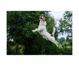 Trikem WD Energy Booster – Kraftfuldt energitilskud med 100 % MCT-olie til hunde