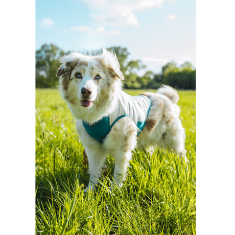 Non-stop Dogwear Cooling Pull-On Vest – effektiv kølevest til varme sommerdage