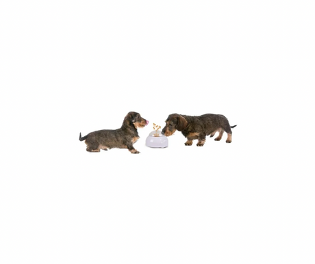 Pop-up Treat Toy – Interaktiv Godbidsleg for Din Hund