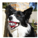 Rogz Grinz – sjov godbidbold der får din hund til at smile (7,8 cm)