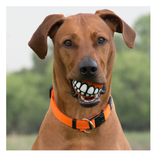 Rogz Grinz – sjov godbidbold der får din hund til at smile (7,8 cm)