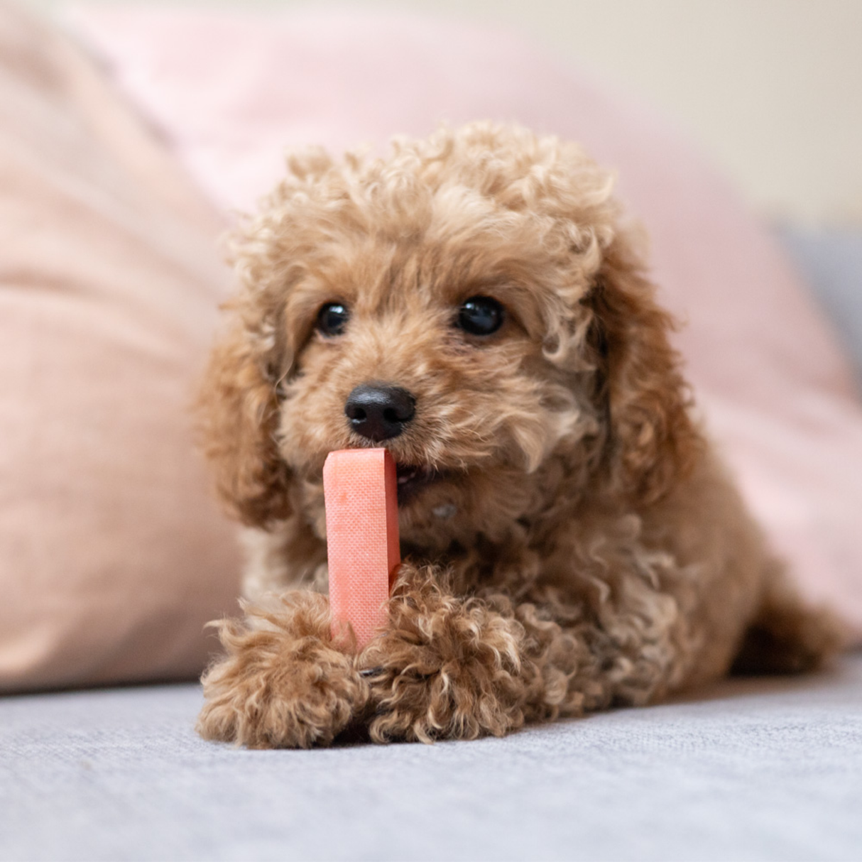 Yaki Jordbær – Vegetarisk ostesnack med lang tyggetid