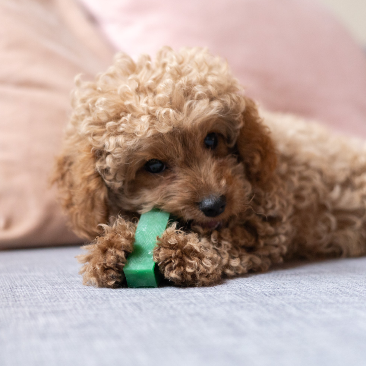 Yaki Mint – Vegetarisk ostesnack med frisk mint og lang tyggetid