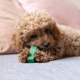 Yaki Mint – Vegetarisk ostesnack med frisk mint og lang tyggetid