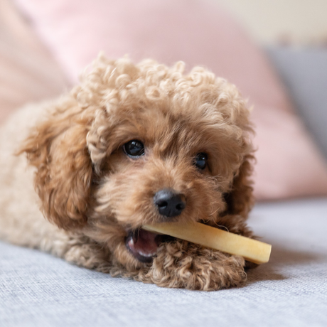 Yaki neutral – vegetarisk tyggesnack med ekstra lang tyggetid