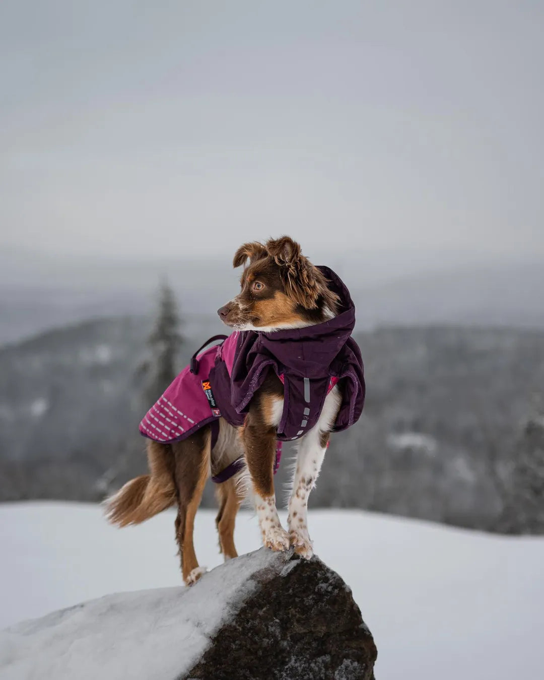 Non-stop Dogwear Glacier Jacket 2.0 – Ultimativ beskyttelse og komfort til kolde vejrforhold