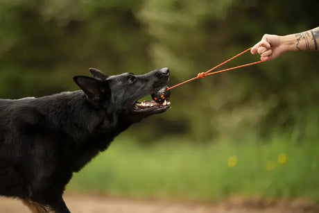 Non-stop dogwear Dog Ball on Rope – hundebold med reb | Vælg 60 eller 70 mm