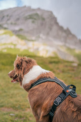 Line Harness Grip – Alsidig og komfortabel sele med ekstra greb